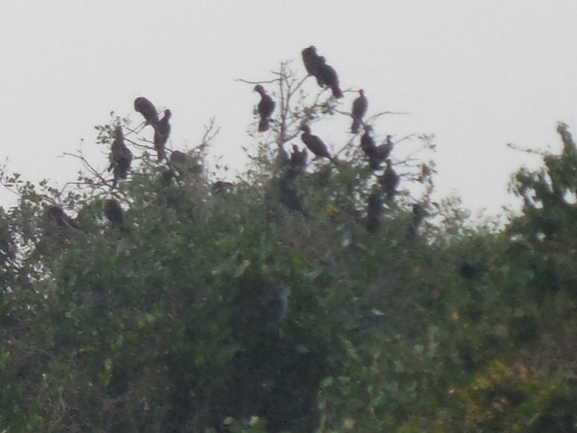 chorus of crows